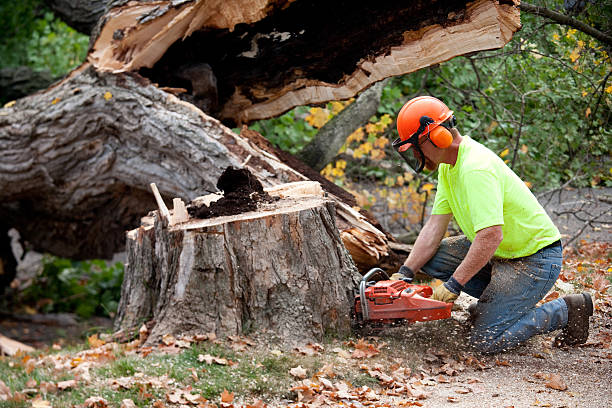 Best Storm Damage Tree Cleanup  in Falls Creek, PA